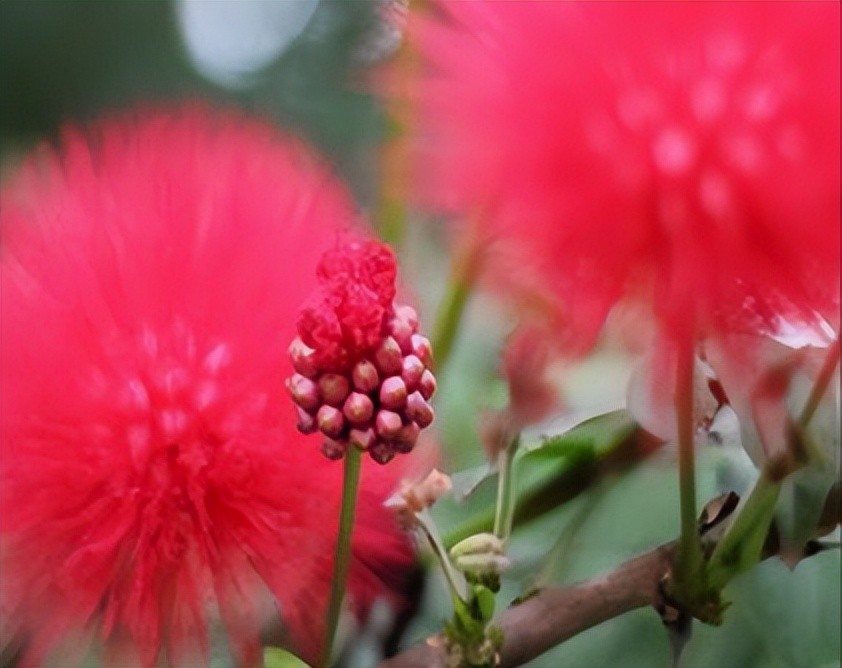 治疗失眠焦虑抑郁的中药有哪些,半夏泻心汤加什么中药治疗失眠