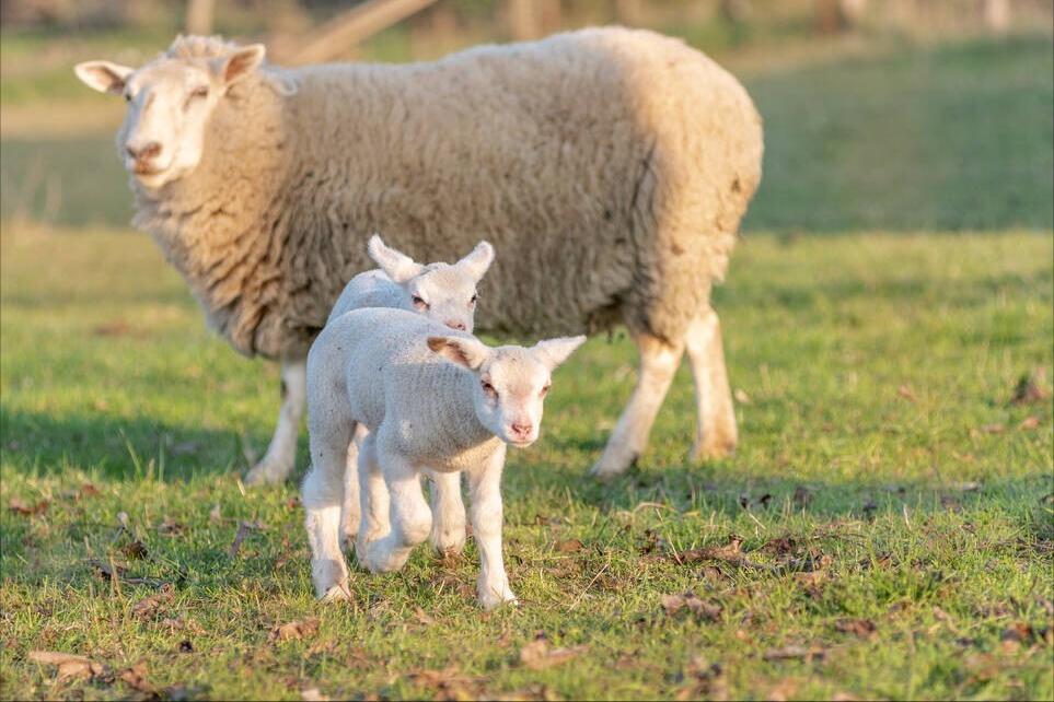 羊不吃草不反刍咬牙怎么回事,羊不吃草不喝水咋回事
