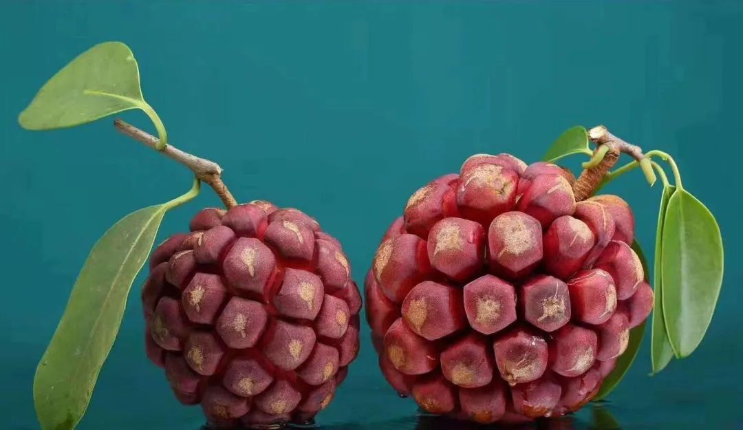 生长在山里的野果叫什么,现实中像恶魔果实的水果