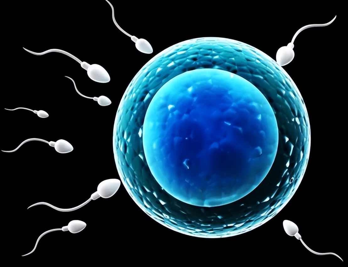 同房后，精子在女性体内能活多久？这可关系到怀孕