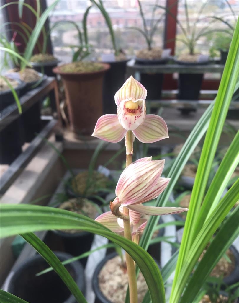 他花重金收购一棵兰花，并以妻子之名命名，后来该花叱咤兰界多年