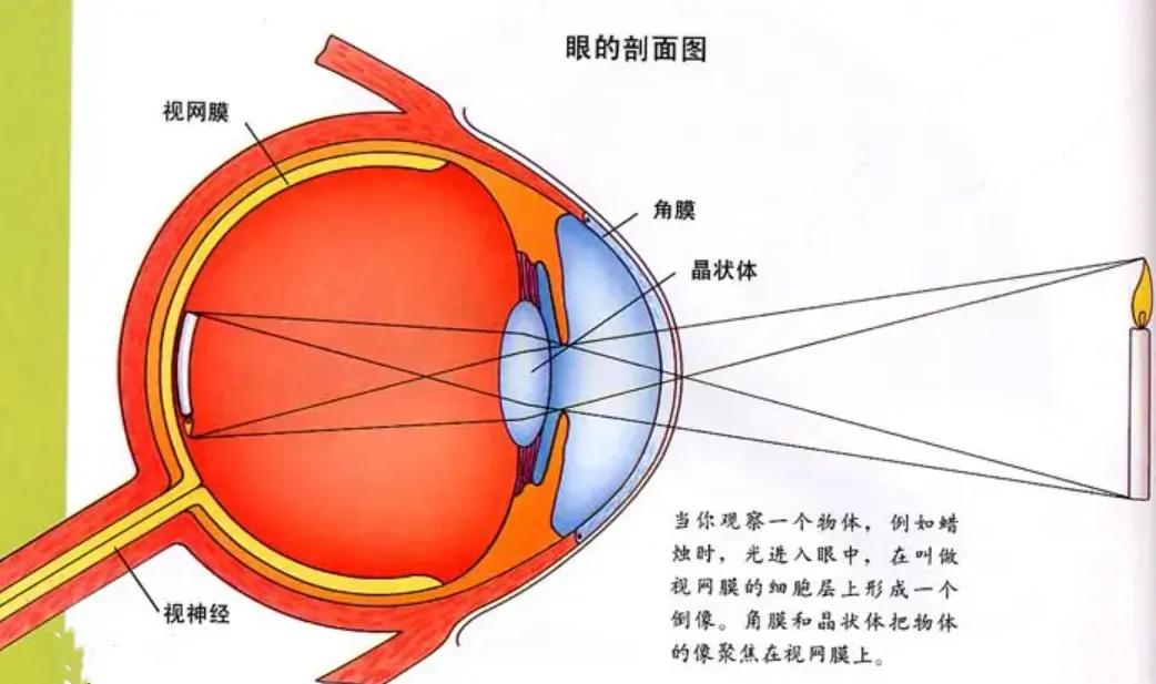 眼睛干涩、模糊，还有救吗？对眼睛好的4类营养素，早知早受益