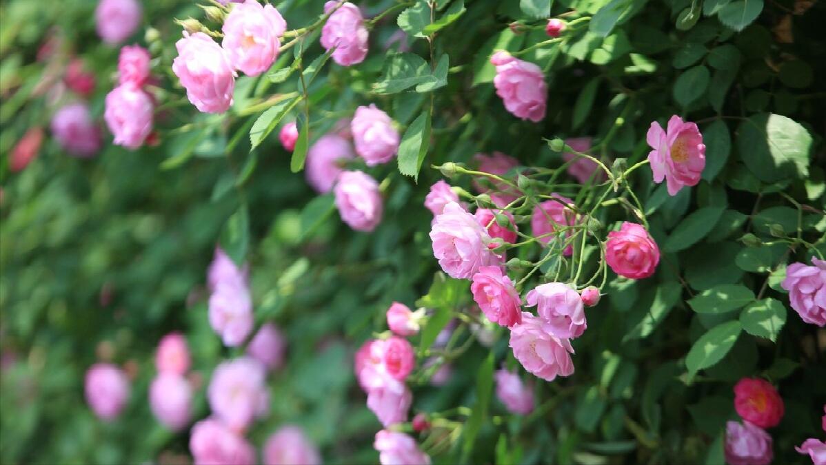 古诗三首苏轼描写春天的诗句,苏轼描写春天的诗句古诗