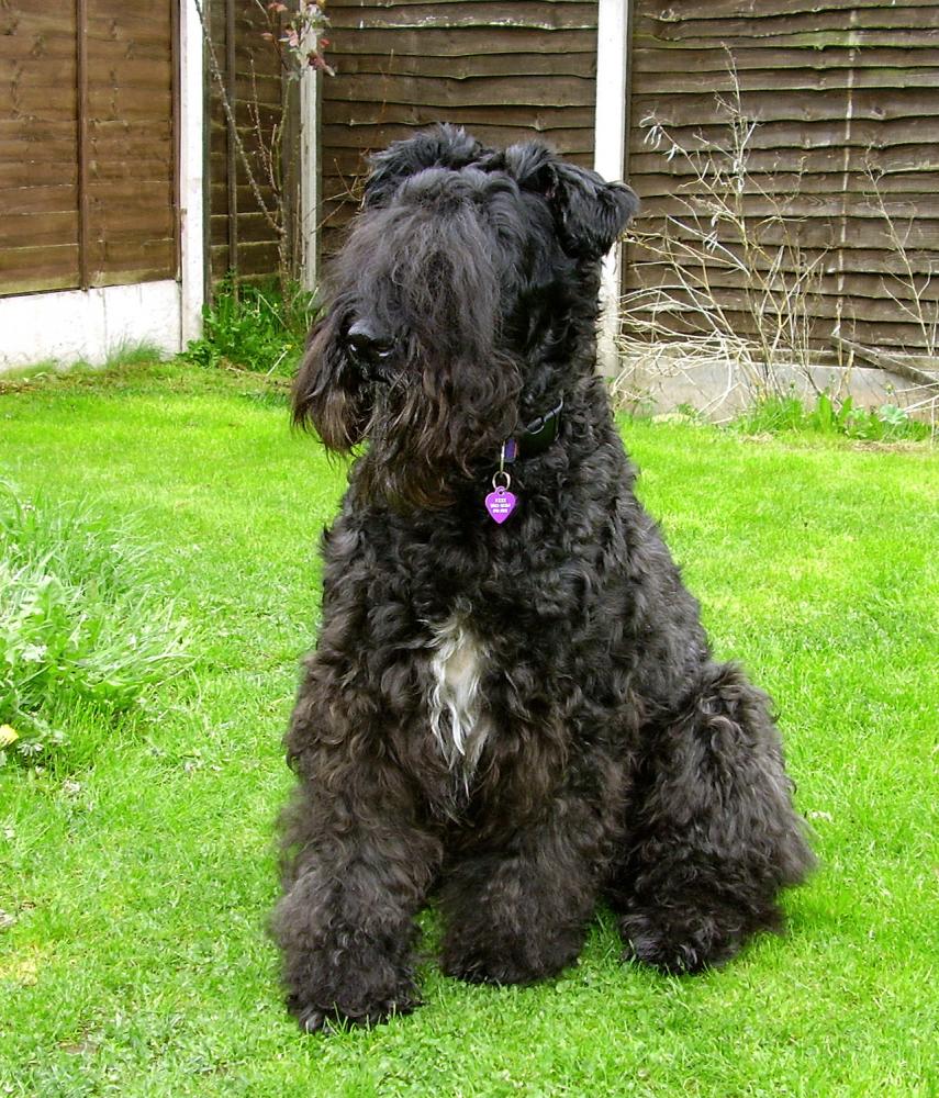 宠物狗最贵最受欢迎的犬叫什么,狗狗排行榜世界十大名犬