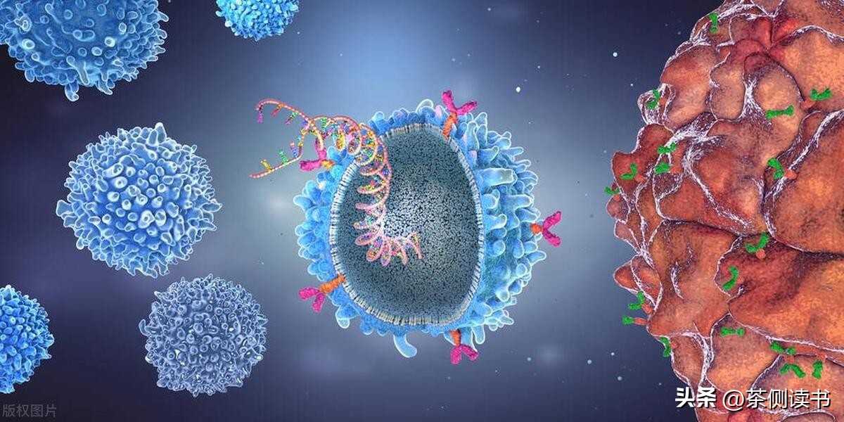 中国人该不该喝牛奶,蛋白质低能不能喝牛奶