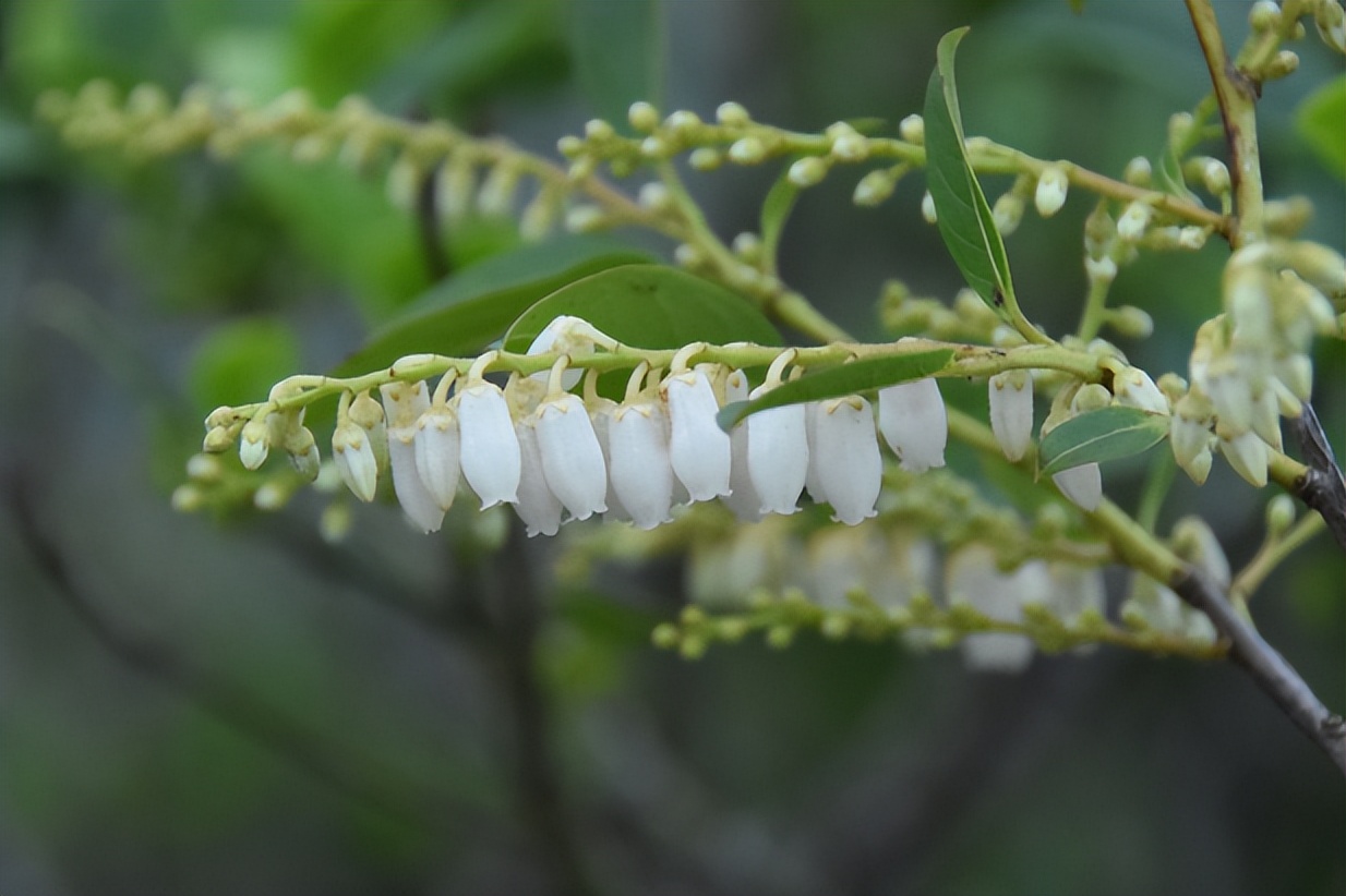 家底大揭秘！深圳究竟有多少“神奇生物”？