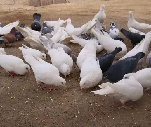 毛滴虫对鸽子的危害,鸽子毛滴虫如何清理