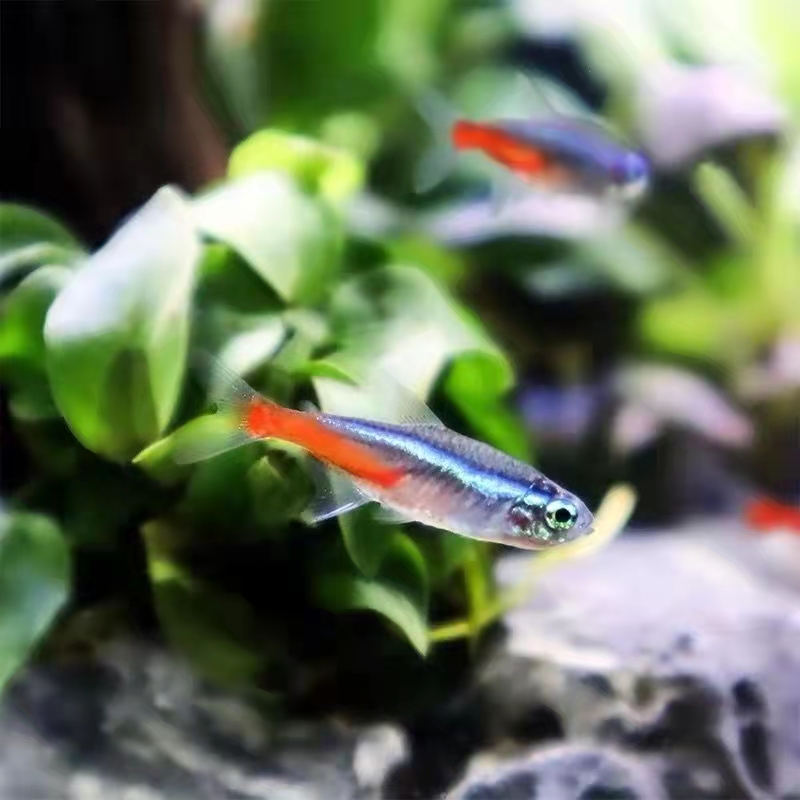 新手养观赏鱼全过程,新手养鱼入门基础教程小观赏鱼