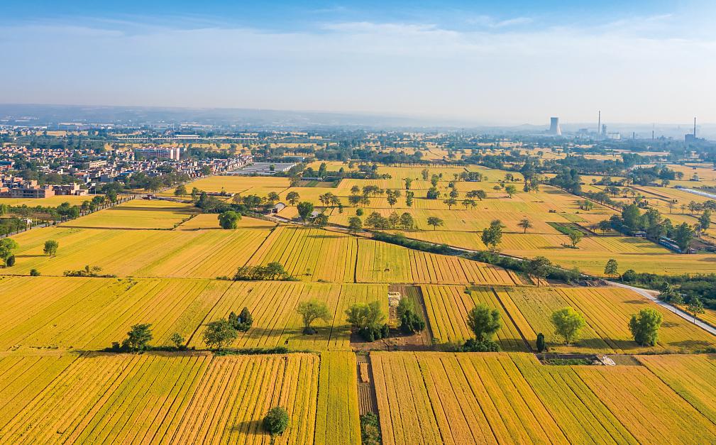 河南假酒泛滥,河南为什么假酒最多