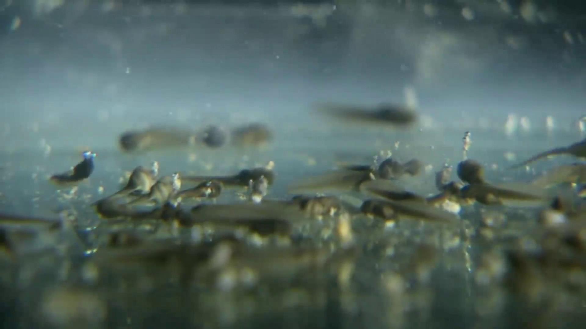 养林蛙收入,养林蛙的小伙