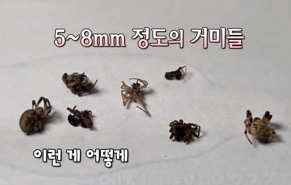 韩国大爷脑袋里有蜘蛛后续,72岁大叔脑里有蜘蛛