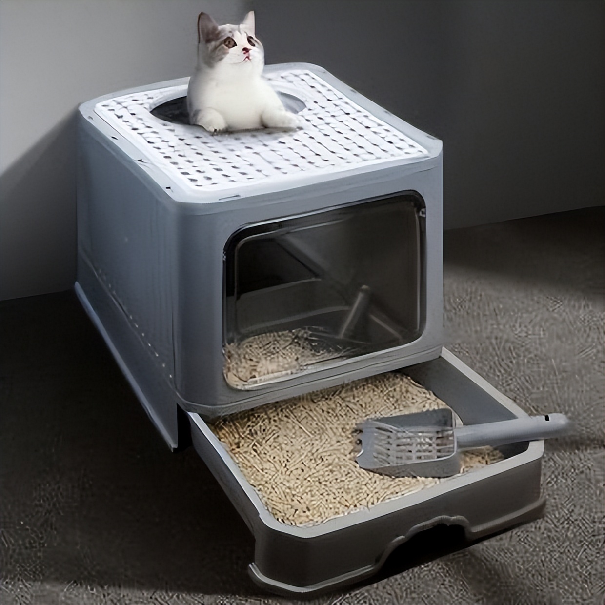 猫咪快乐的表现,猫咪快乐红糖使用方法