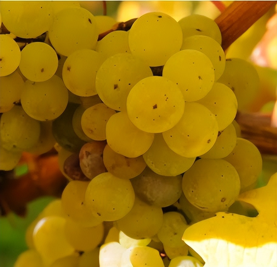 果香浓郁的半甜白葡萄酒,意大利撒丁岛最好的白葡萄酒