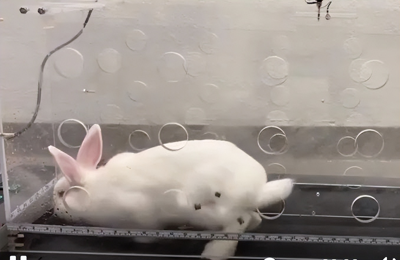 膝盖长出新软骨！“不死癌症”治疗迎来曙光，已完成动物实验