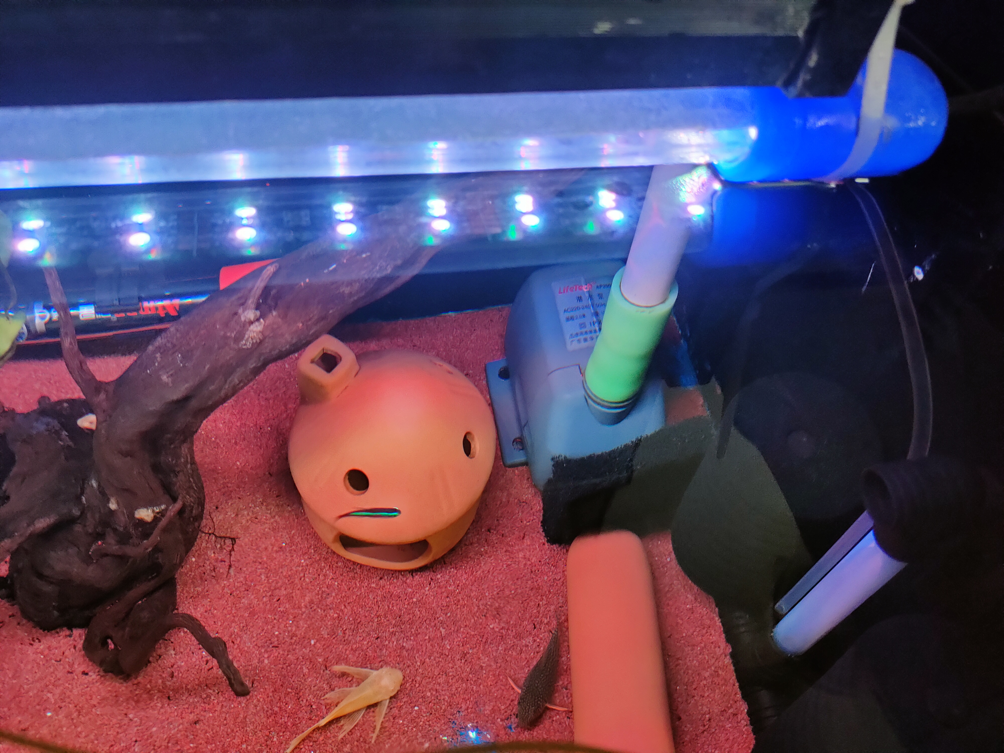 鱼缸水泵防吸鱼,鱼缸水泵口吸小鱼怎么办