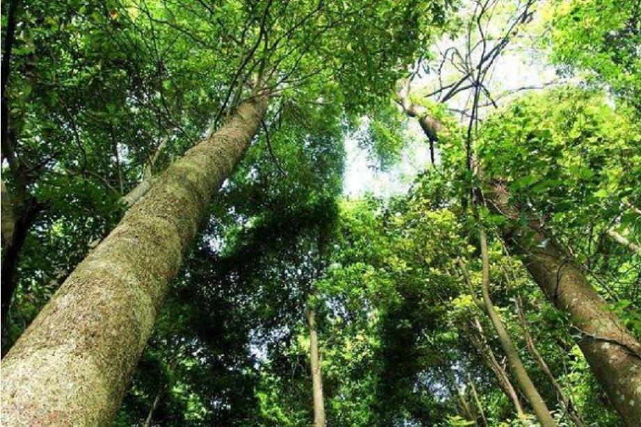 一棵树价值十亿,一棵金丝楠木价值2.5个亿