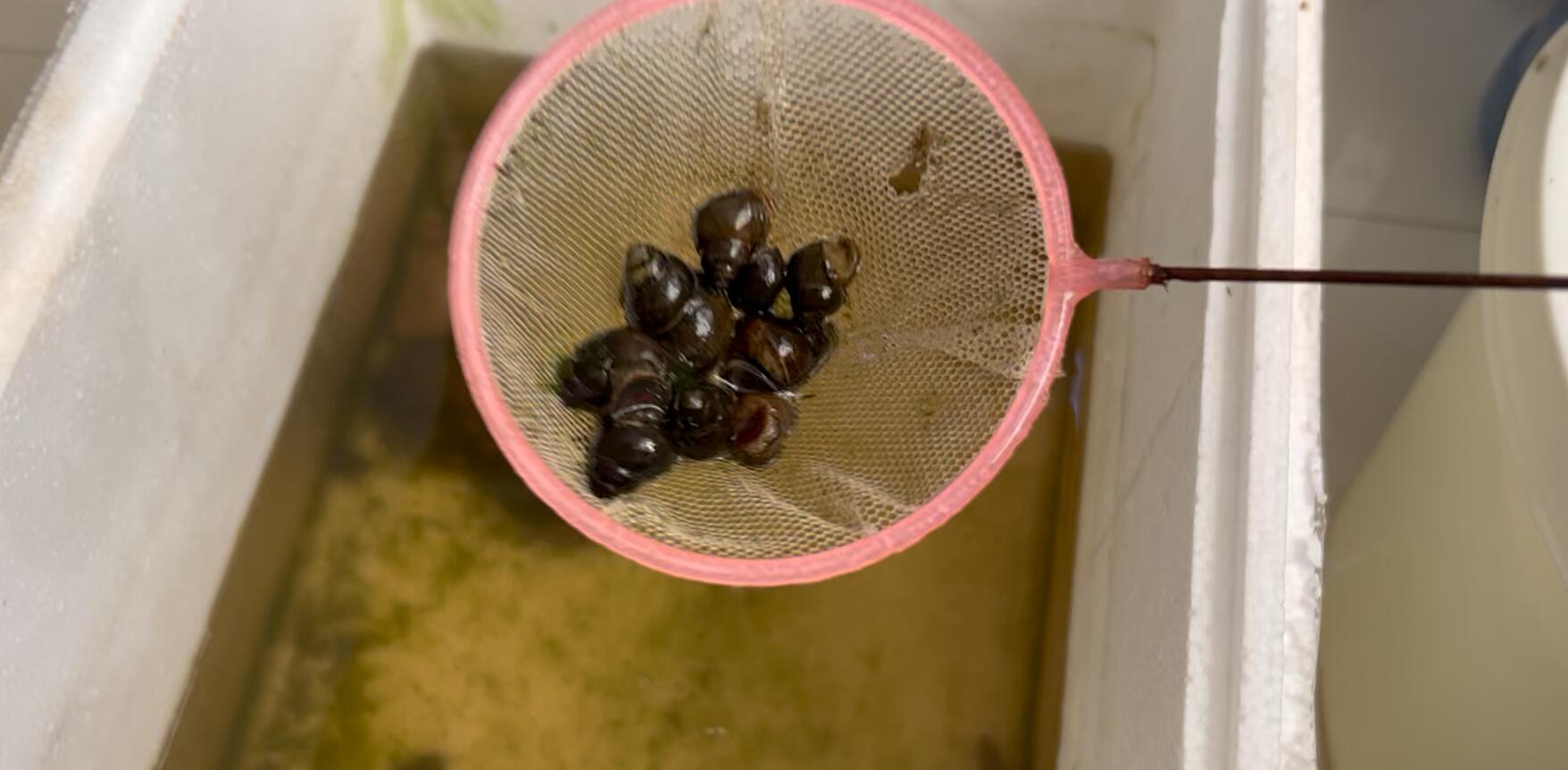 斑马狗头10天不喂食会死吗,斑马狗头应该喂什么