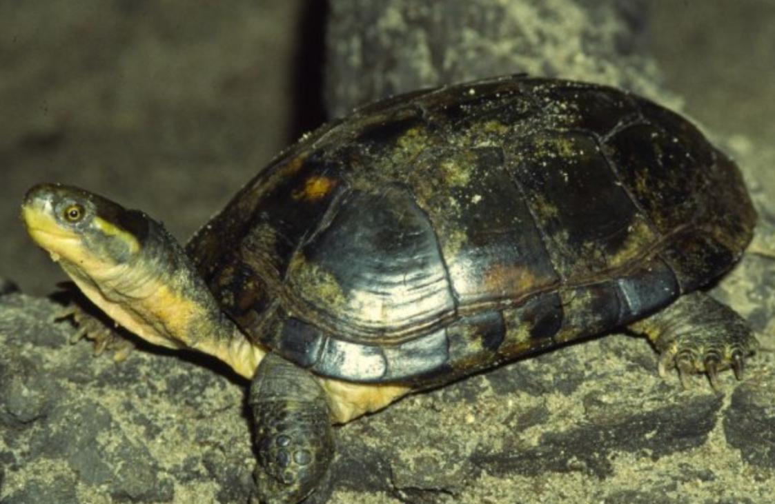 小伙靠养龟年度百万,男子靠三只病龟赚了6000万