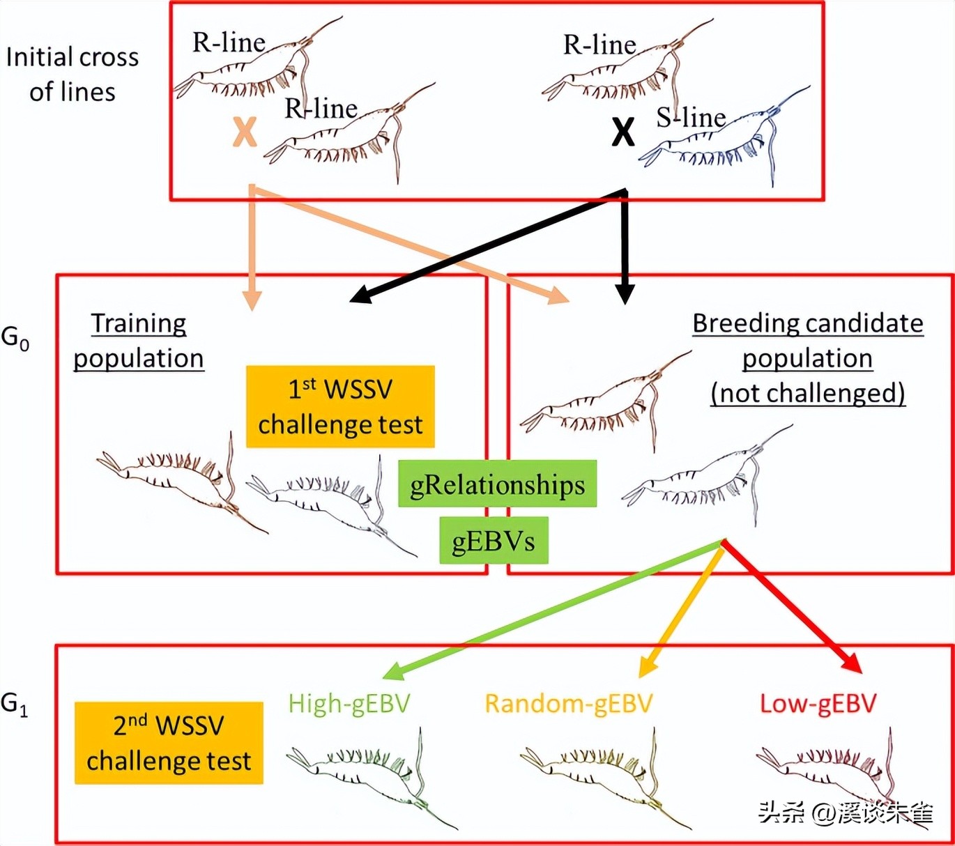 白斑病毒对对虾的影响,白对虾白斑病毒