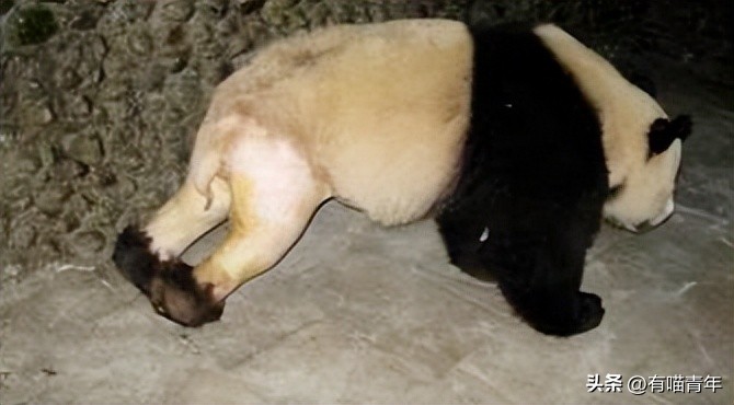 盘点网红大熊猫搞笑场面,大熊猫一摔成名