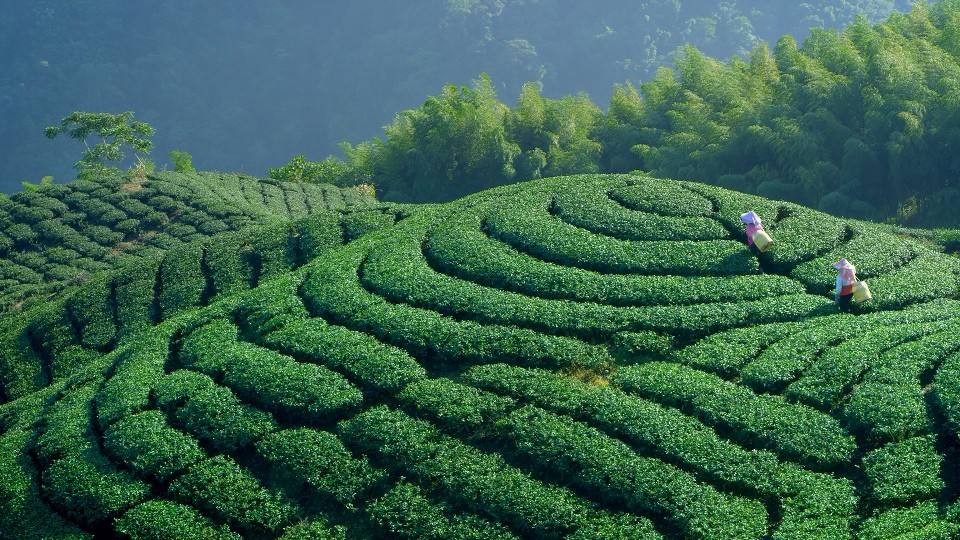 台湾人最爱喝的茶,台湾同胞最喜欢喝什么茶
