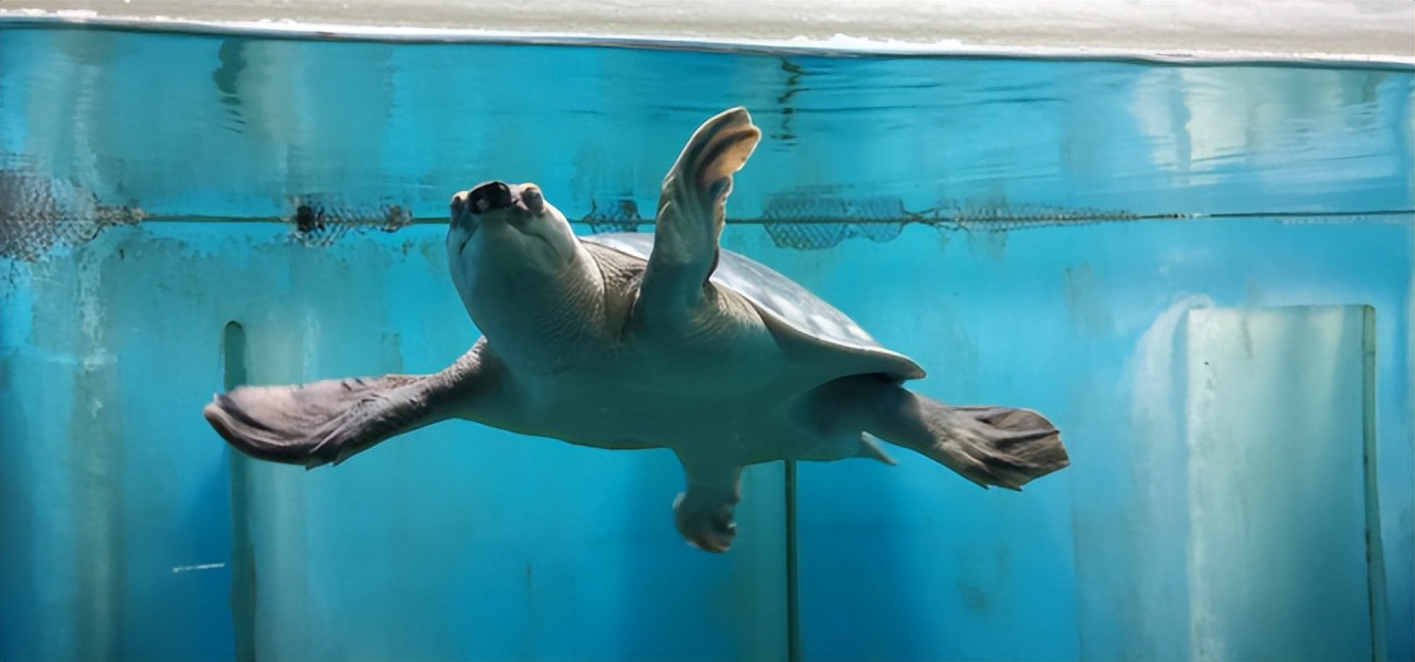 尴尬！一对乌龟在交配时惨变化石！4700万年后还要被人围观