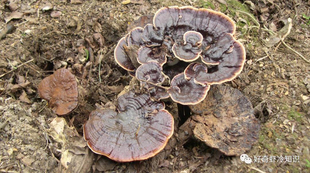 义务教育起源,什么叫洞察力和深度思考