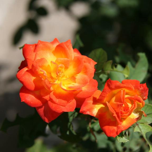 佳能400d拍照怎么样,佳能90d5000元