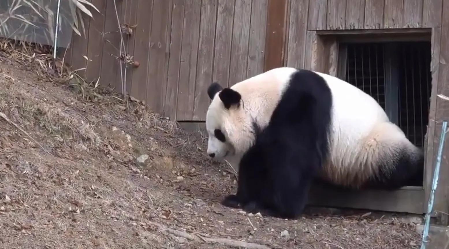 央妈也蹭热度官宣爱宝二胎，宝家族自然繁育的故事，再次开花结果