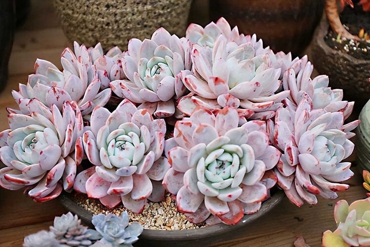 夏季最宜养花草有哪些品种,夏季养花草推荐