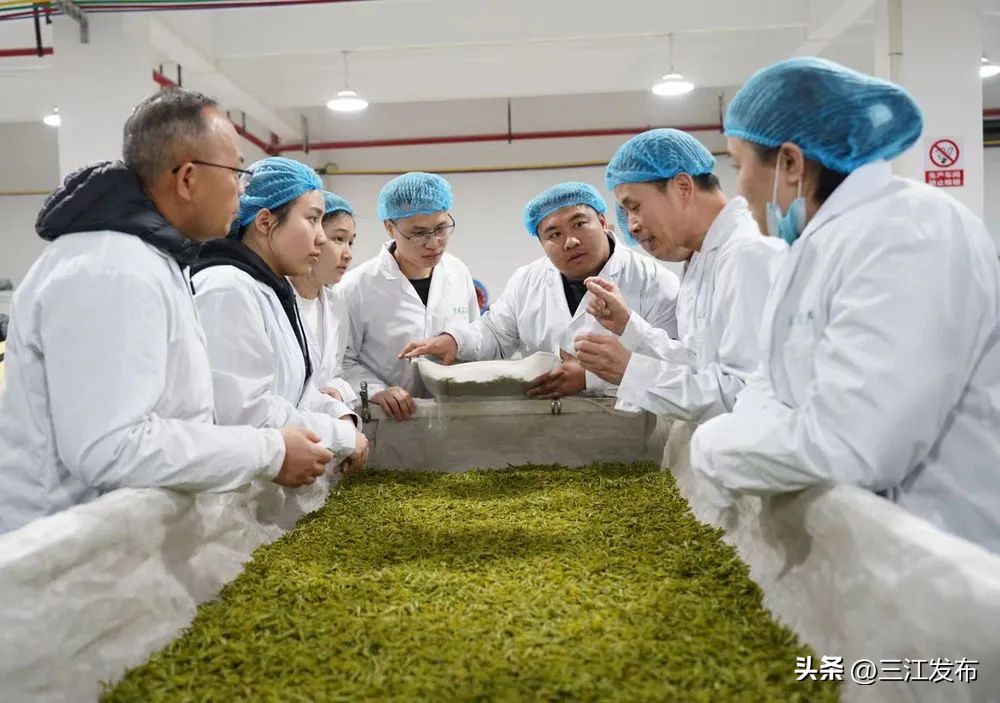 央视报道三江布央茶园,央视报道三江