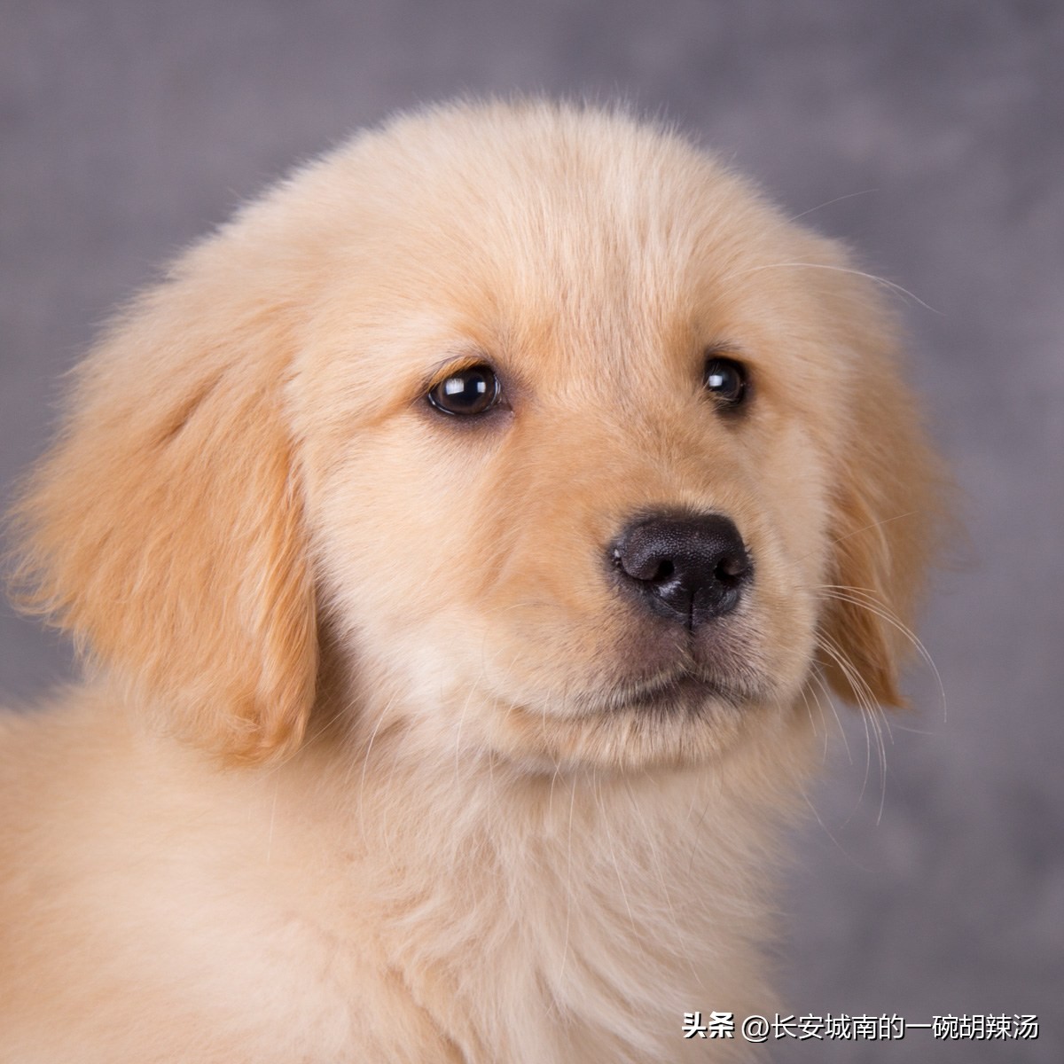 100种名犬价格,世界名犬排名前100图巴哥犬