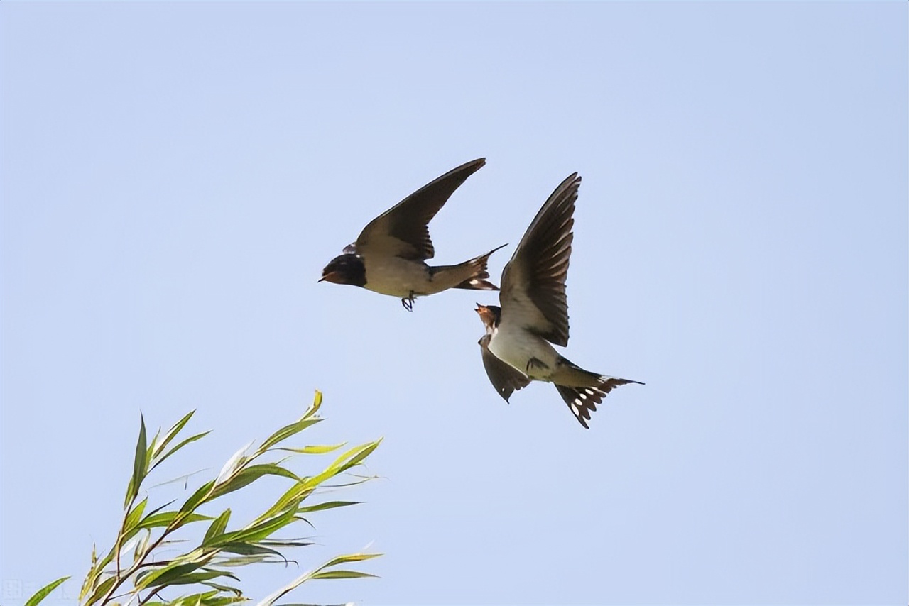 如何创作一首好诗,怎么样才能写最好的诗