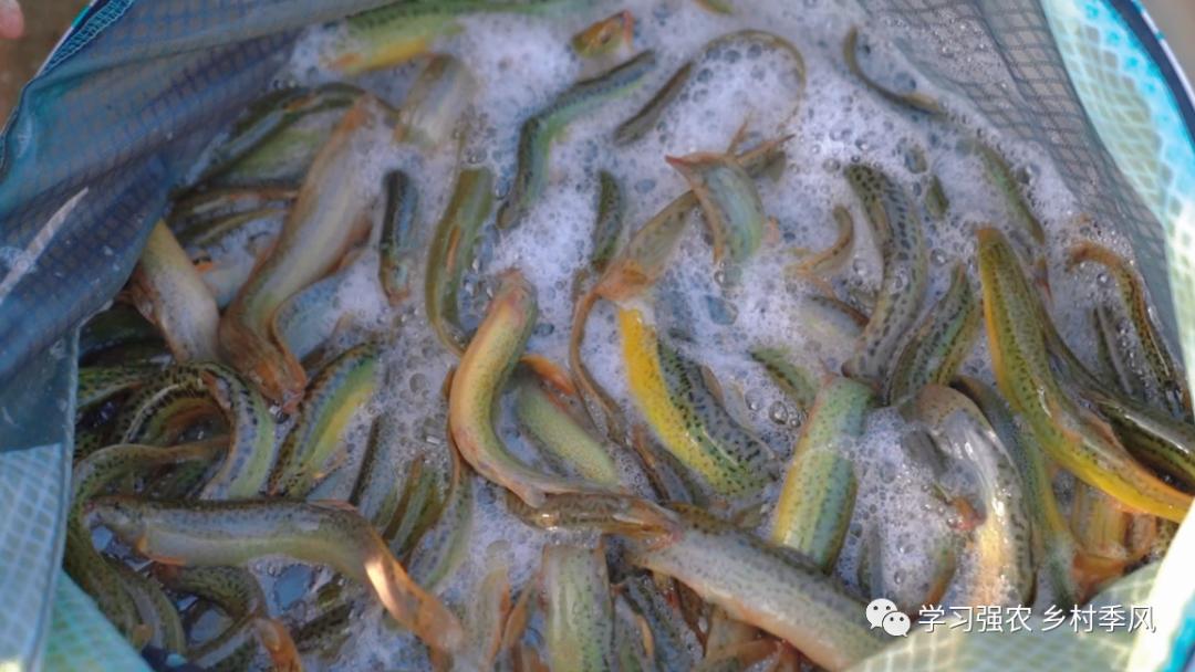 建筑老板养泥鳅，跻身“农民合作社500强”