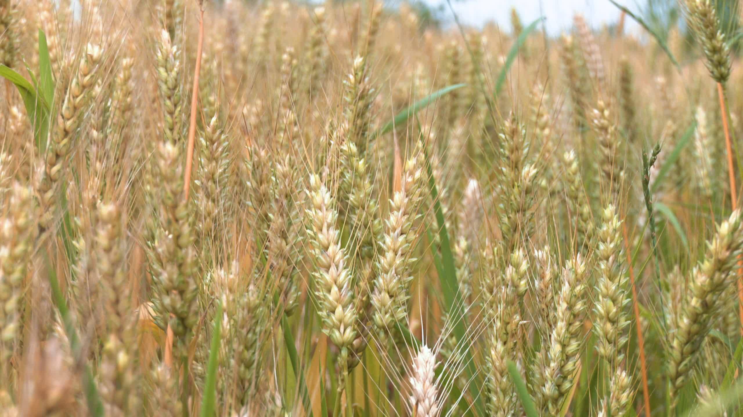 稻田综合种养新模式,稻田综合种养技术模式及效益分析