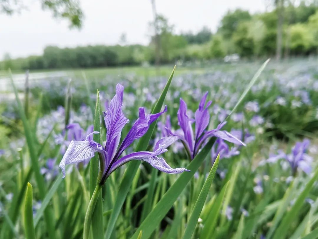 顺义区东郊森林湿地公园,打卡北京顺义公园