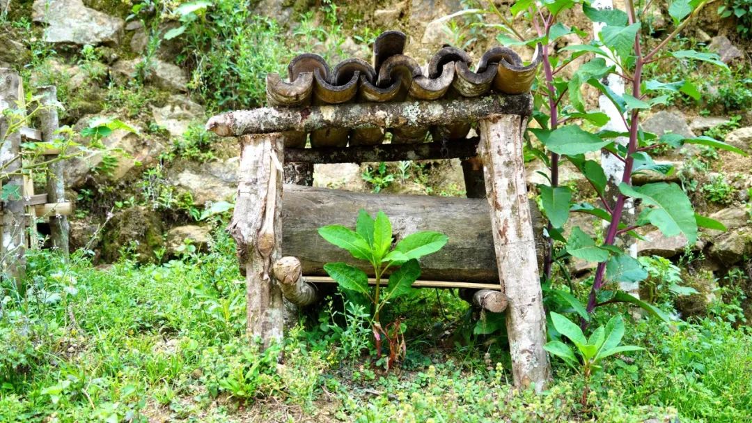 绿春乡村振兴,绿春乡村振兴工作