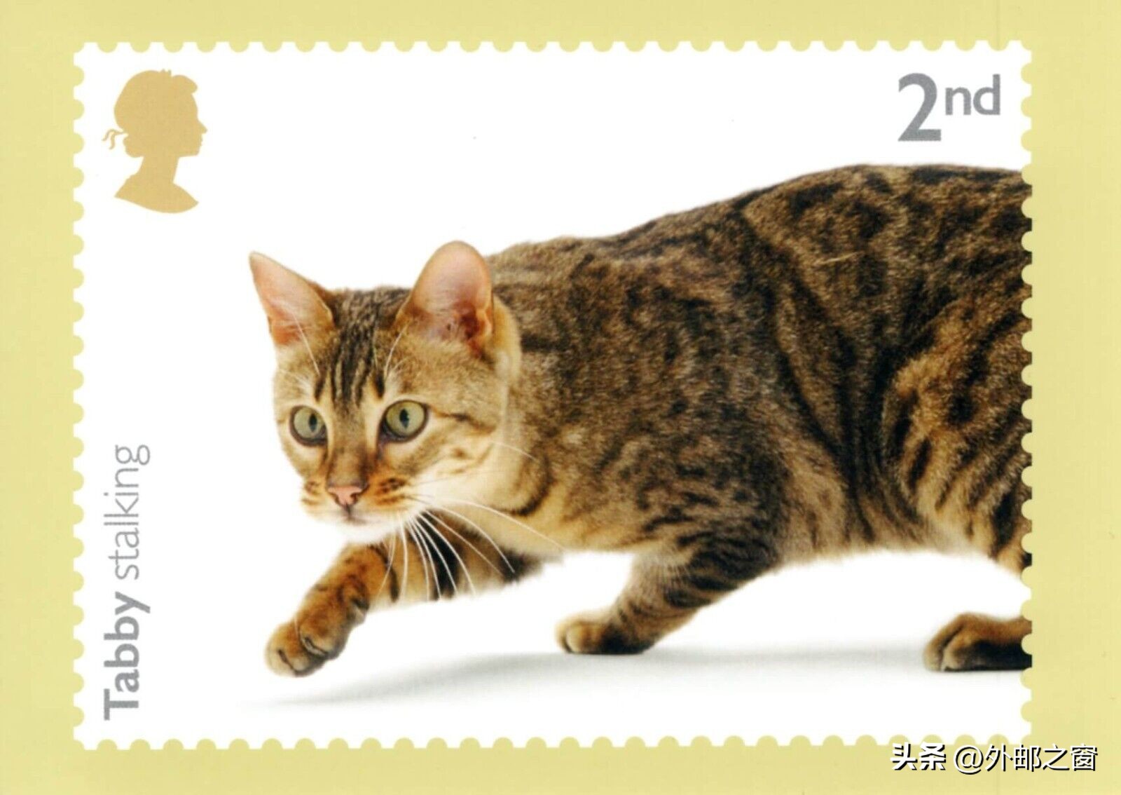 听说过吗?这些猫为邮局打工,还发工资!