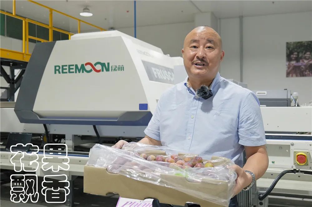 西梅常识,西梅的前期怎么管理