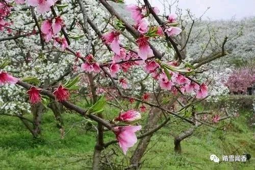 赞美梨花的诗句古诗大全,关于梨花的古诗词大全