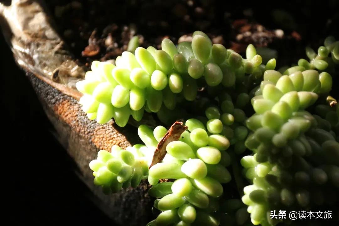 走进多肉世界,丽江古城多肉