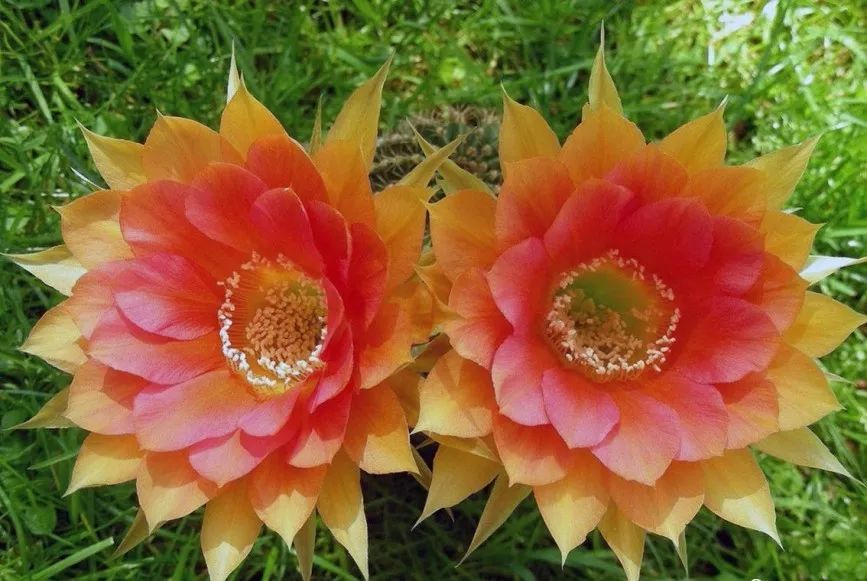 200种·仙人球开花图鉴，大开眼界，美到爆