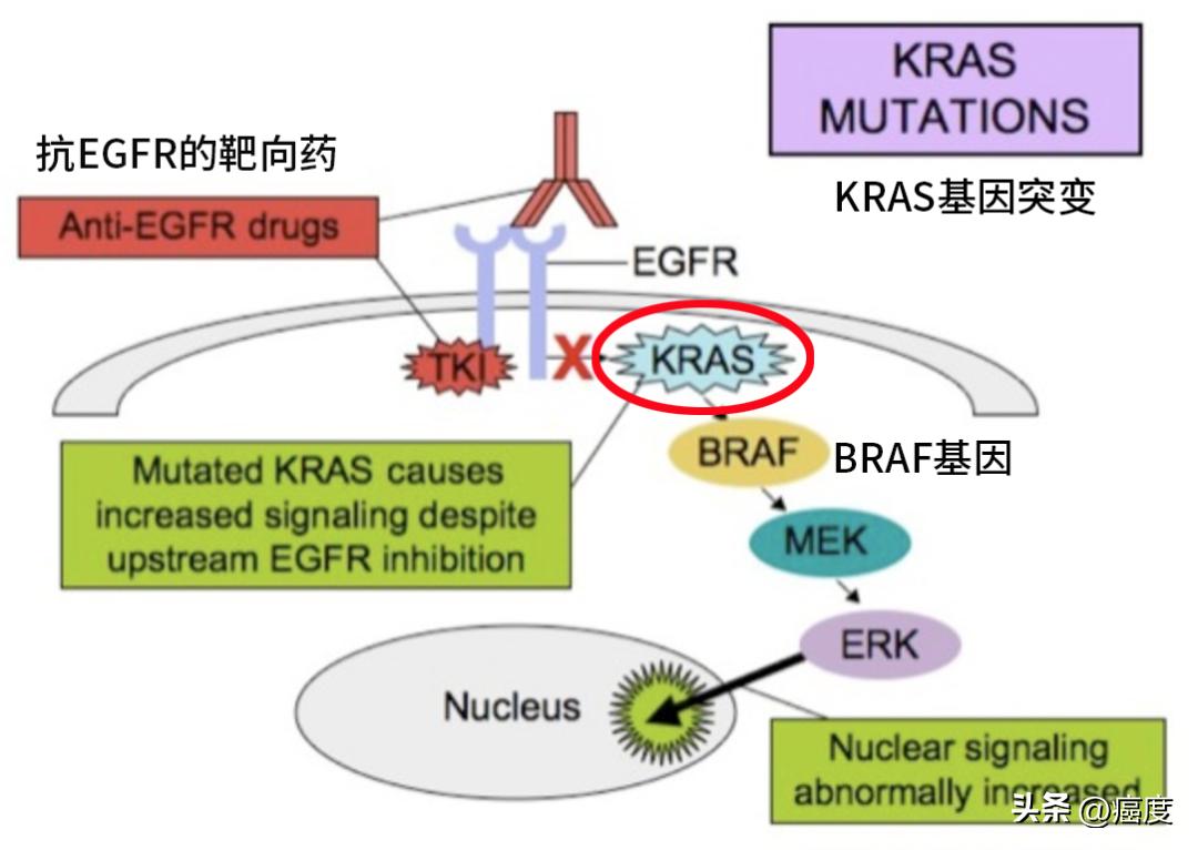 阿法替尼会缩小肿瘤吗,阿法替尼治疗肝癌吗
