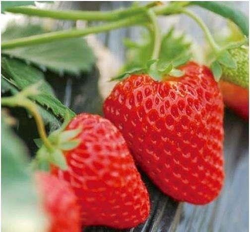 日本草莓对比丹东草莓,大凉山草莓和丹东草莓哪个好吃