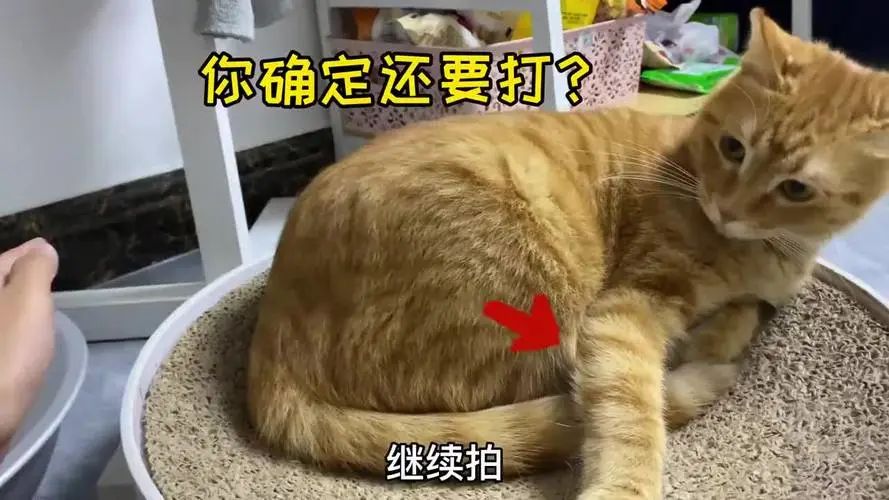 抖M大橘猫酷爱被打屁股，否则就骂骂咧咧：我是你修来的一屁股债