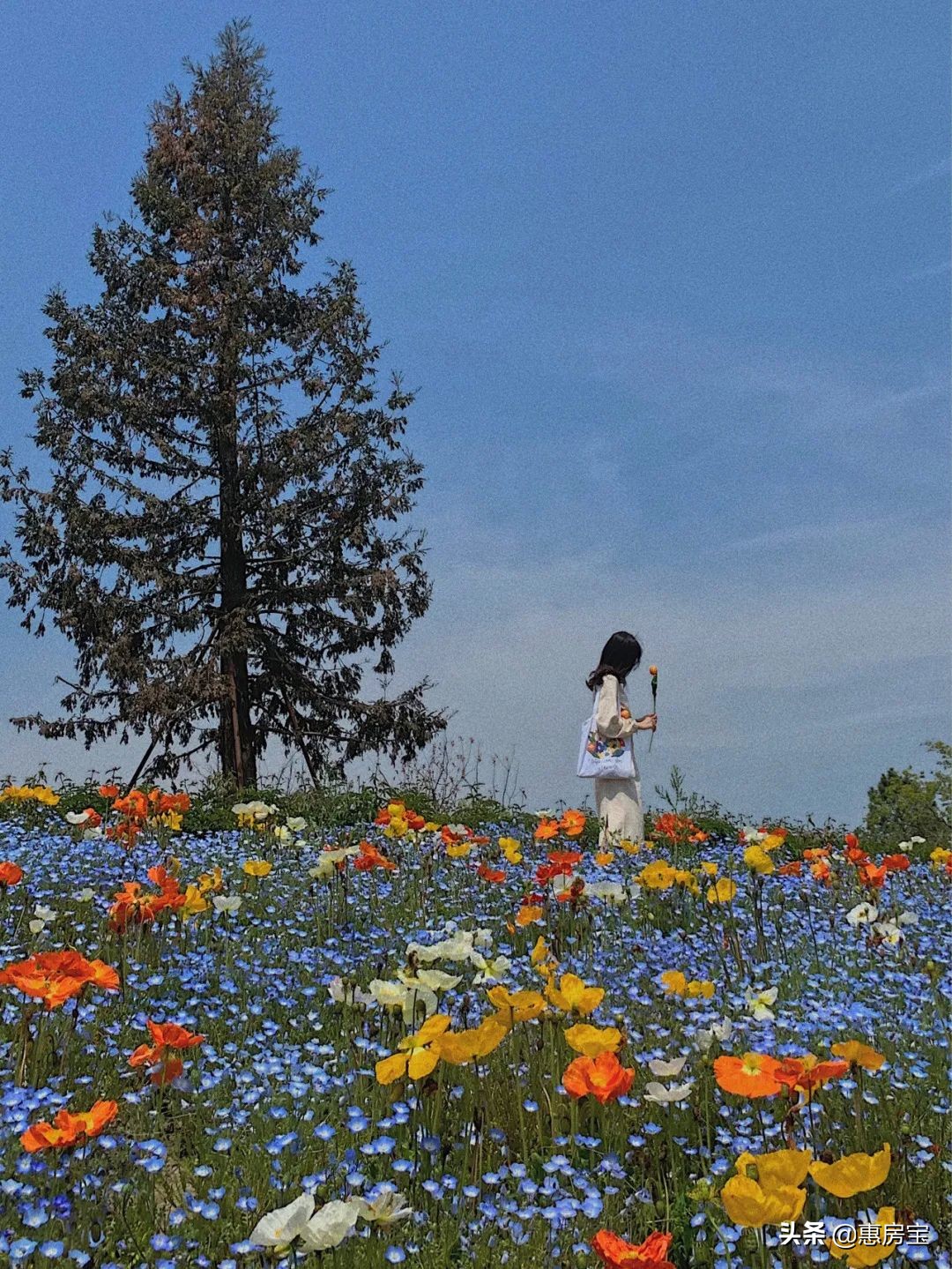 上海公园免费,上海免费公园排行