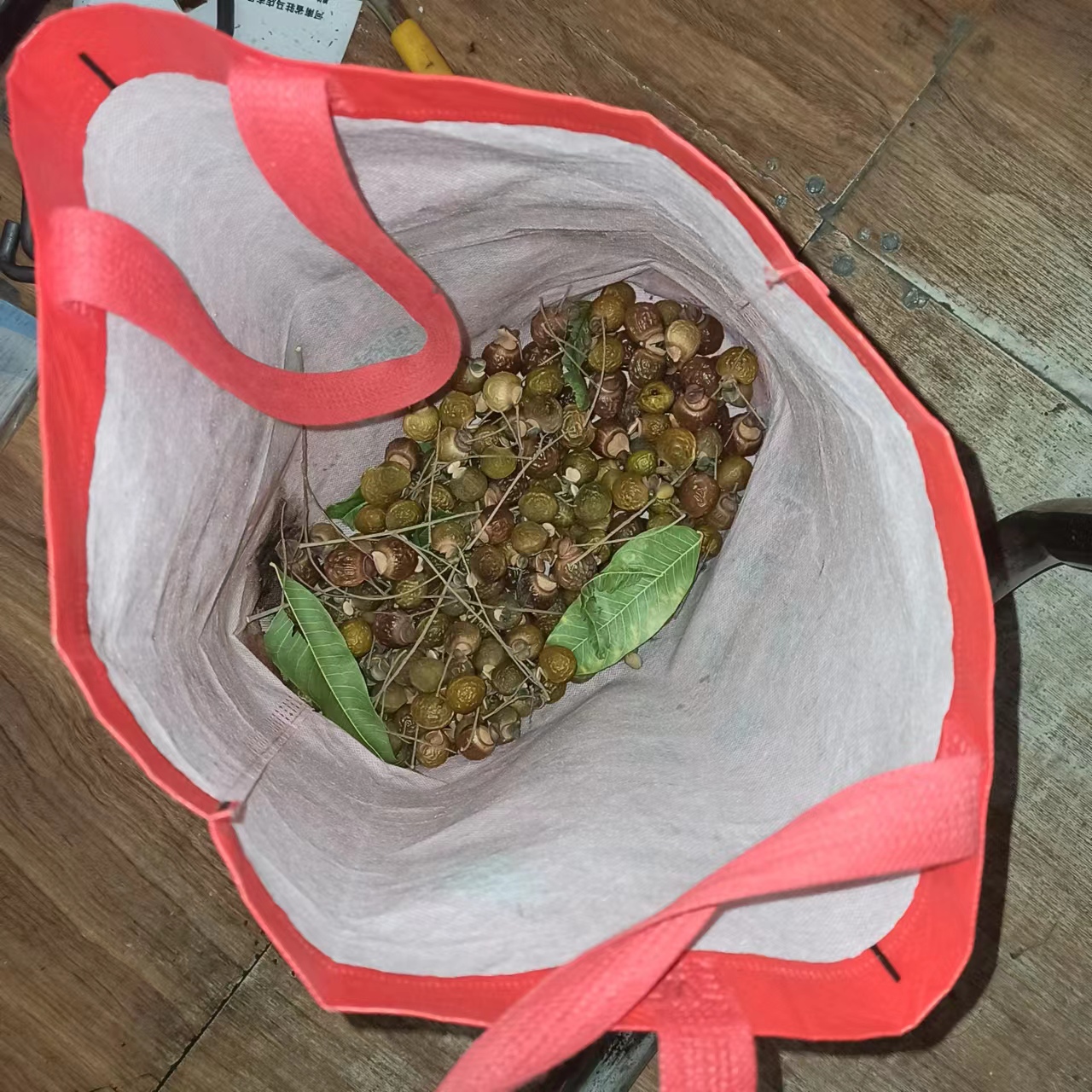 无患子籽自制手串经验,无患子树手串制作