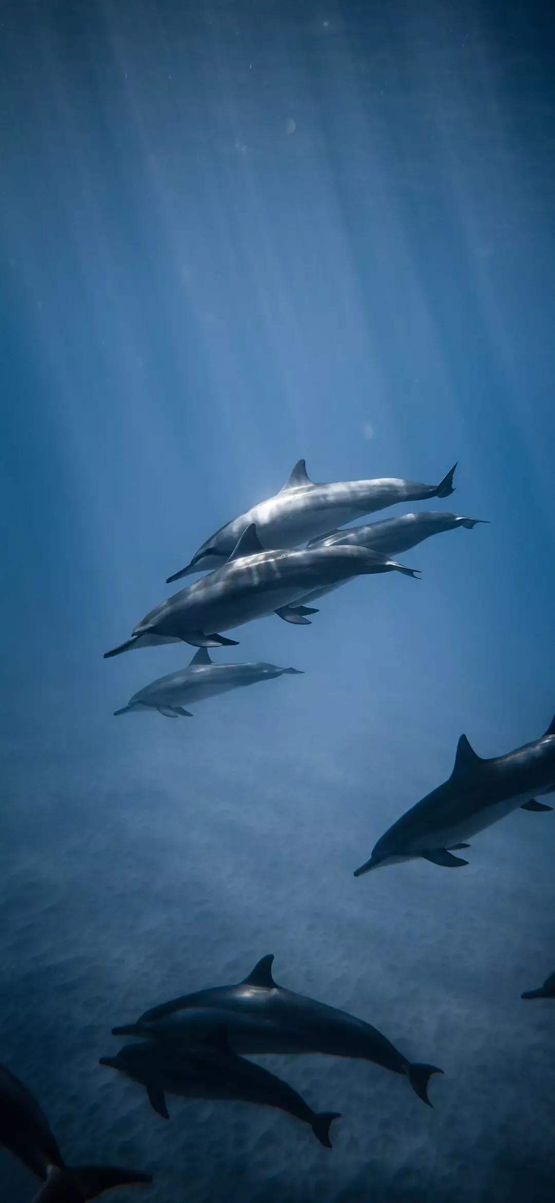 海底世界高清大图壁纸,手机动态海底世界鱼壁纸