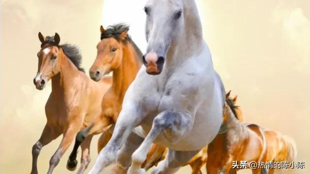 蒙古女儿出嫁陪嫁五十匹马,蒙古族陪嫁礼单