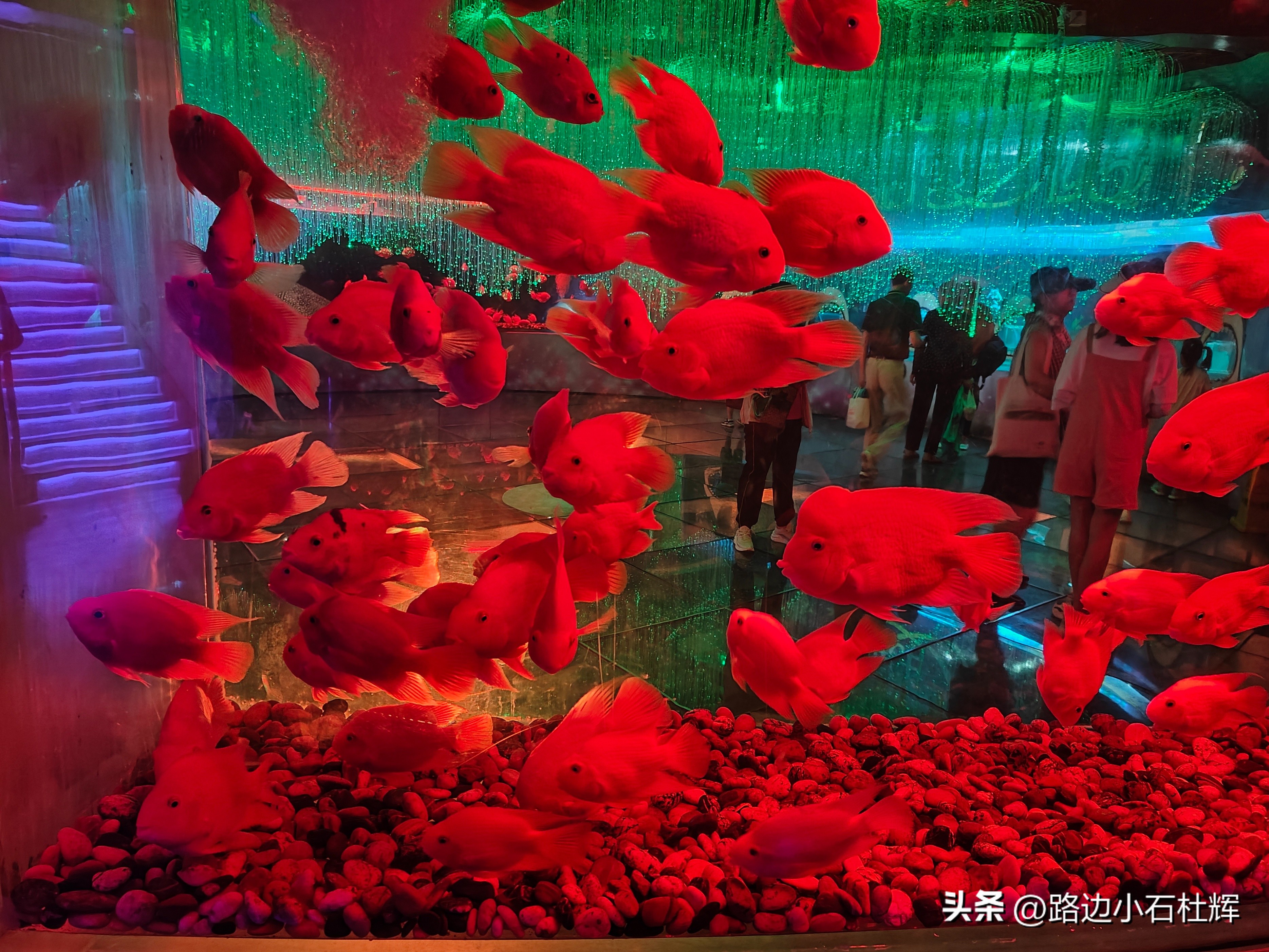 北京富国海底世界海洋水族馆,北京海洋馆和工体海洋世界